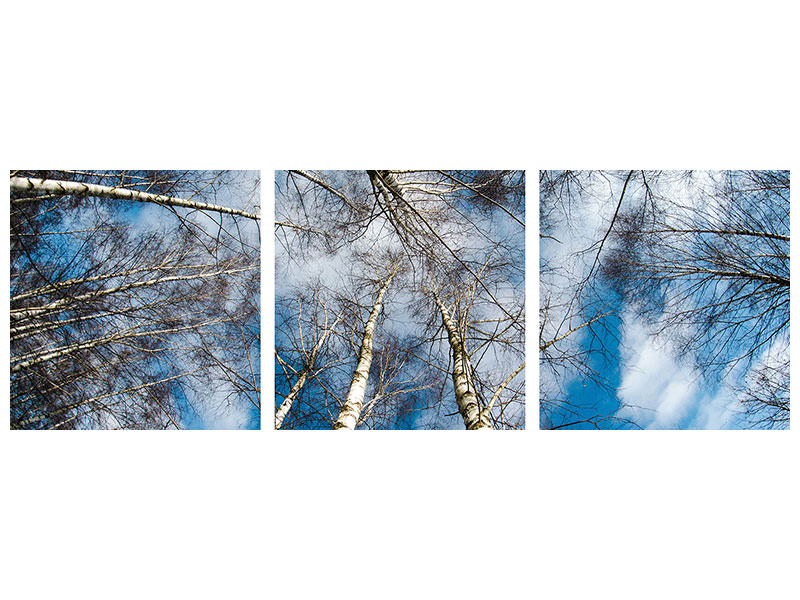 panoramic-3-piece-canvas-print-birch-crowns