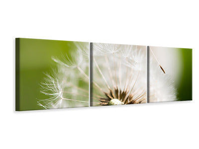 panoramic-3-piece-canvas-print-blowball-dandelion