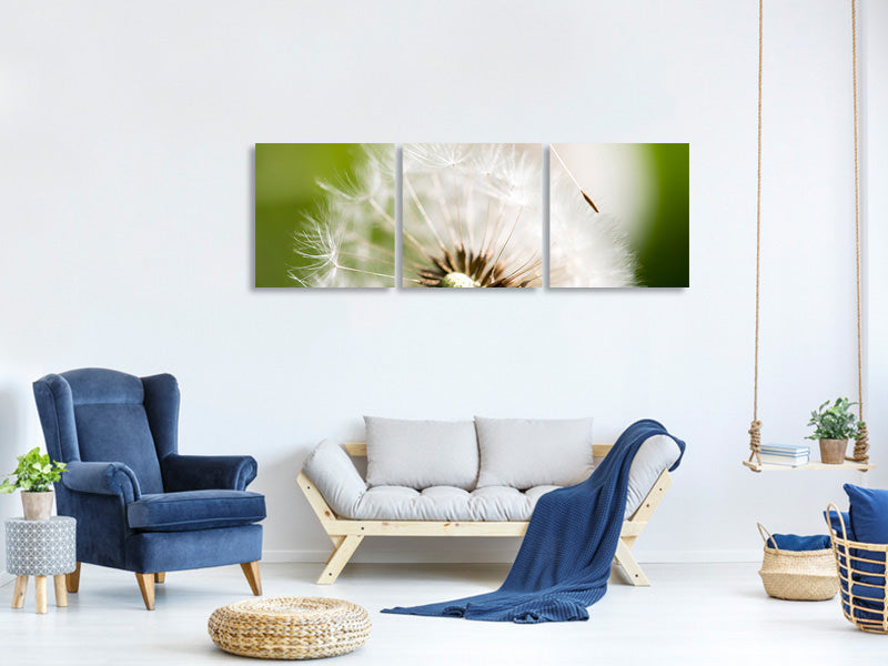 panoramic-3-piece-canvas-print-blowball-dandelion