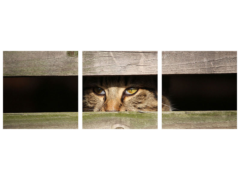 panoramic-3-piece-canvas-print-cat-in-hiding