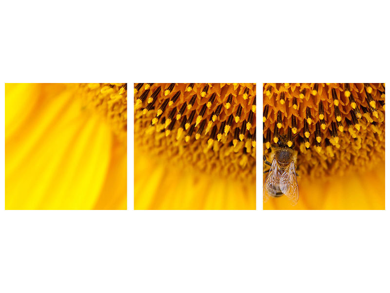 panoramic-3-piece-canvas-print-close-up-yellow-bud