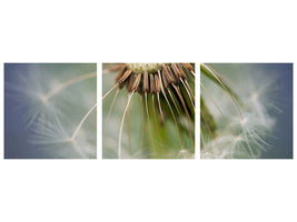panoramic-3-piece-canvas-print-dandelion-close-up