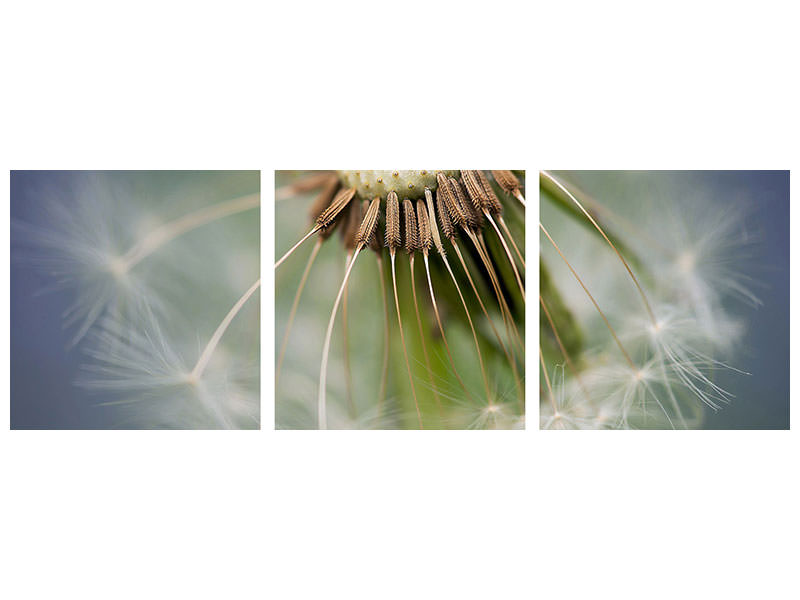 panoramic-3-piece-canvas-print-dandelion-close-up