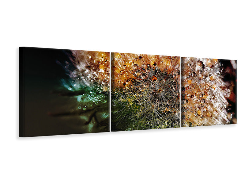 panoramic-3-piece-canvas-print-dandelion-in-the-morning-dew