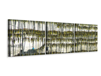 panoramic-3-piece-canvas-print-harvesting-kelp