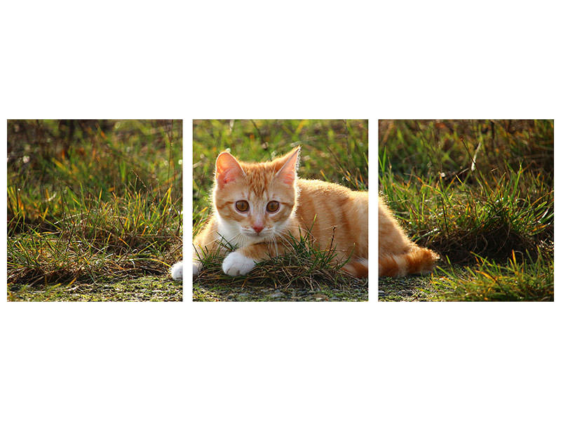 panoramic-3-piece-canvas-print-kitten-in-nature