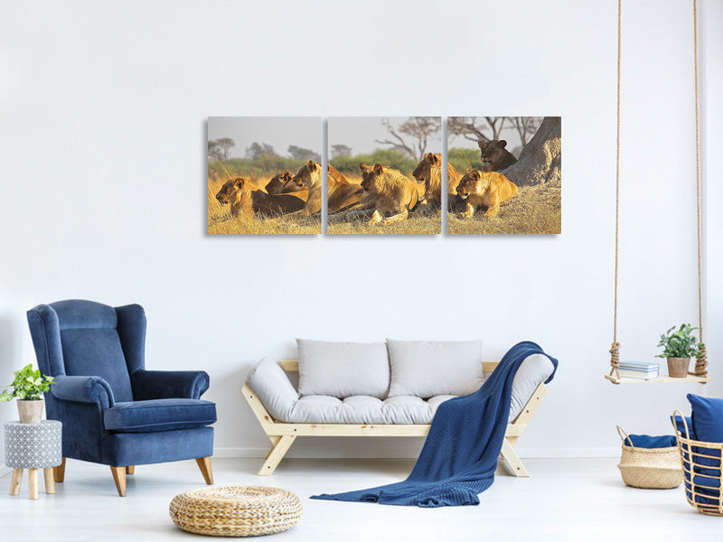 panoramic-3-piece-canvas-print-lion-family