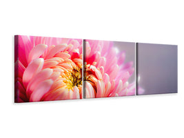 panoramic-3-piece-canvas-print-macro-chrysanthemum