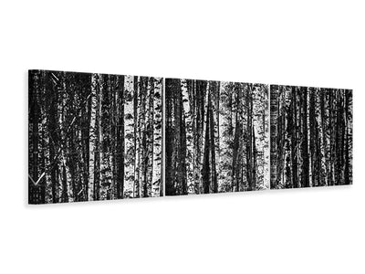 panoramic-3-piece-canvas-print-many-birches-xl