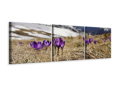 panoramic-3-piece-canvas-print-purple-crocus
