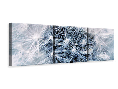 panoramic-3-piece-canvas-print-ripe-dandelion-close-up