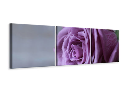 panoramic-3-piece-canvas-print-rose-in-purple-xxl