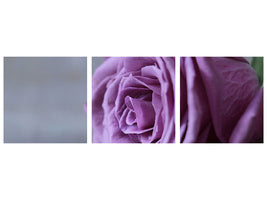 panoramic-3-piece-canvas-print-rose-in-purple-xxl