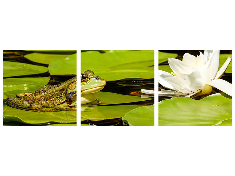 panoramic-3-piece-canvas-print-the-frog-and-the-water-lily