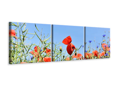 panoramic-3-piece-canvas-print-the-poppy-in-the-flower-meadow
