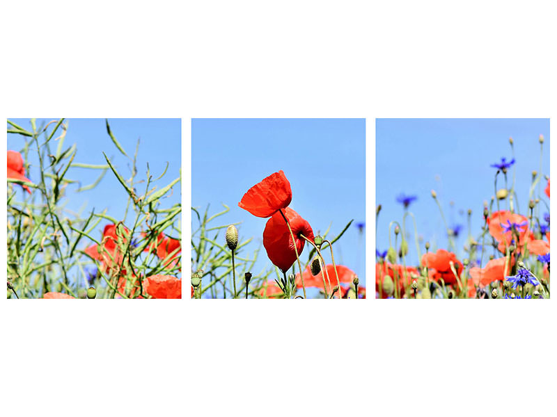 panoramic-3-piece-canvas-print-the-poppy-in-the-flower-meadow