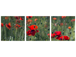 panoramic-3-piece-canvas-print-wild-poppy