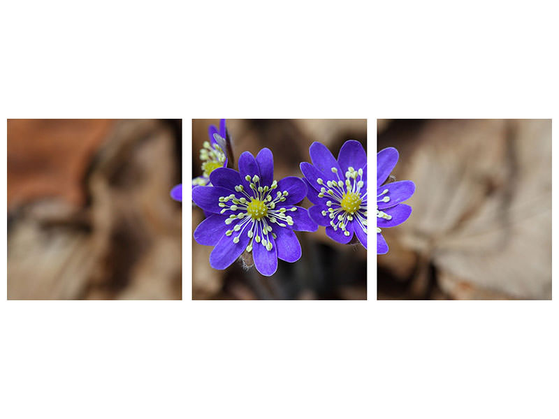 panoramic-3-piece-canvas-print-wildflowers