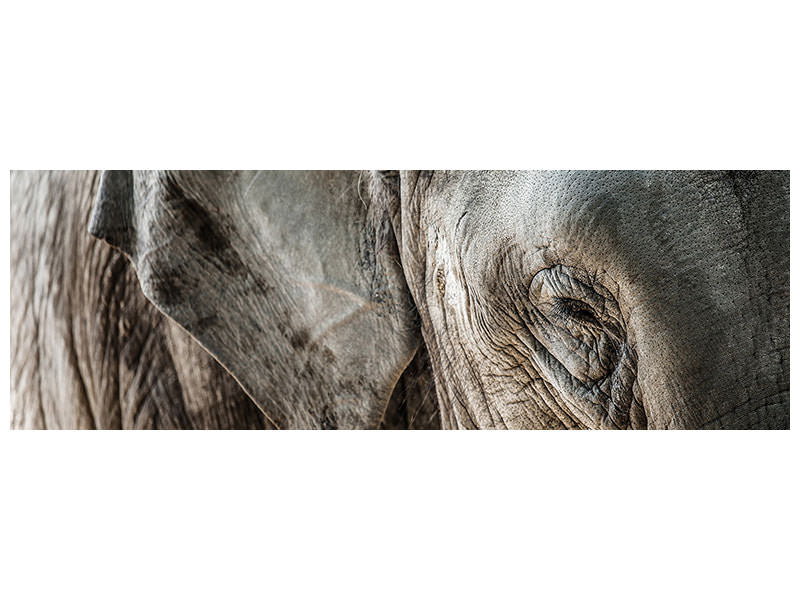 panoramic-canvas-print-close-up-elephant