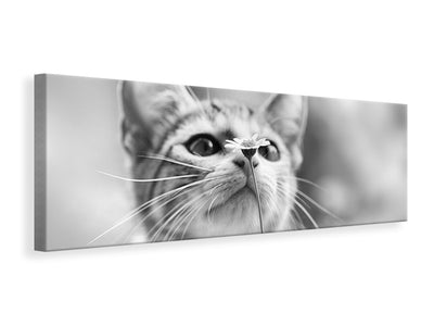 panoramic-canvas-print-curious