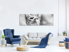 panoramic-canvas-print-curious