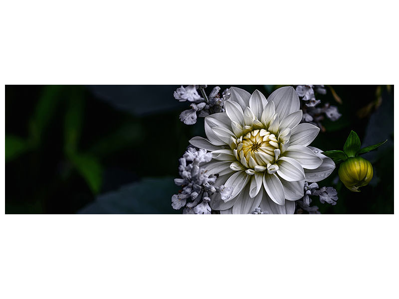 panoramic-canvas-print-dahlia-flower