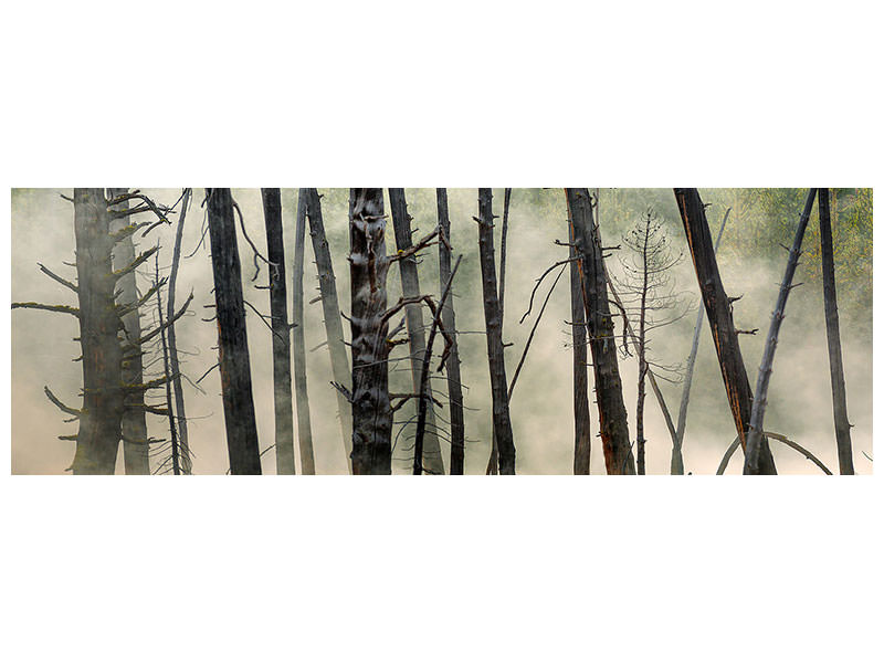 panoramic-canvas-print-dead-wood