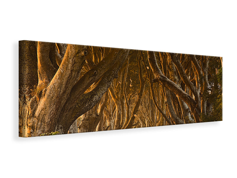 panoramic-canvas-print-early-morning-dark-hedges