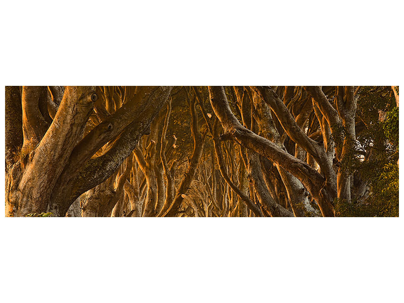 panoramic-canvas-print-early-morning-dark-hedges