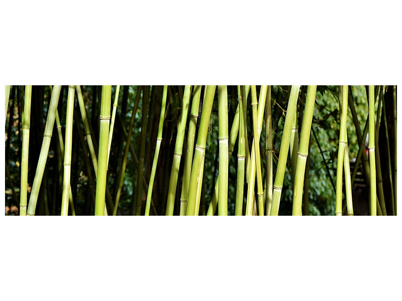 panoramic-canvas-print-fresh-bamboo