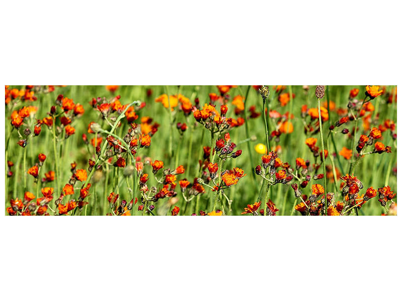 panoramic-canvas-print-hawkweeds