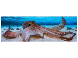 panoramic-canvas-print-octopus