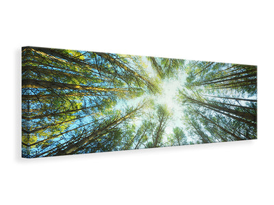 panoramic-canvas-print-pine-forest