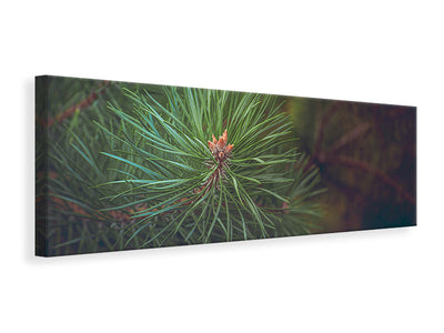 panoramic-canvas-print-pine-tree-close-up
