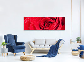 panoramic-canvas-print-red-rose-in-morning-dew