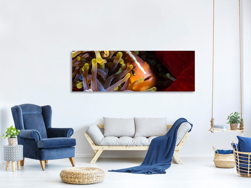 panoramic-canvas-print-skunk-clownfish