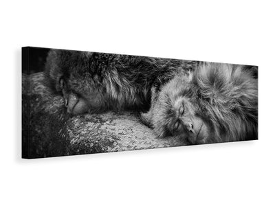 panoramic-canvas-print-sleeping