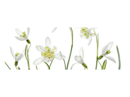 panoramic-canvas-print-spring-snowdrops