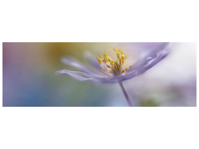 panoramic-canvas-print-springtime-watercolor