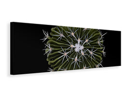 panoramic-canvas-print-stenocactus