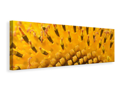 panoramic-canvas-print-the-buds-of-the-sunflower-in-xxl