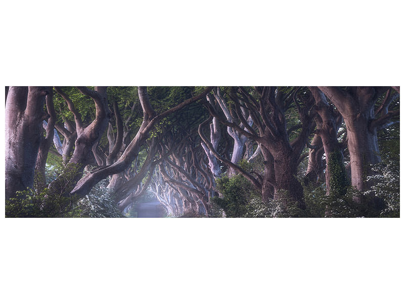 panoramic-canvas-print-the-dark-hedges