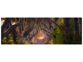 panoramic-canvas-print-the-glowing-hedges