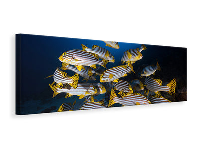 panoramic-canvas-print-underwater-photography-indian-ocean-sweetlips