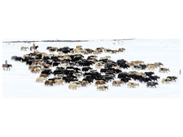 panoramic-canvas-print-yaks-in-snow