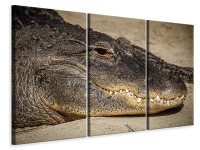 z-3-piece-canvas-print-attention-alligator