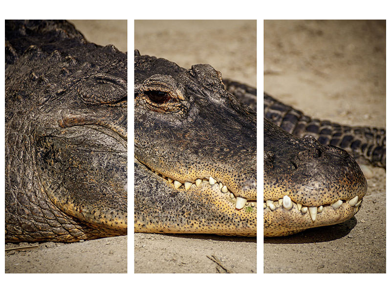 z-3-piece-canvas-print-attention-alligator