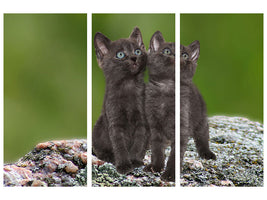3-piece-canvas-print-2-black-cats-babies