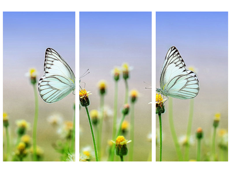 3-piece-canvas-print-2-butterflies