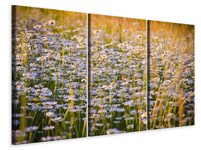 3-piece-canvas-print-a-field-full-of-camomile